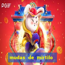 mudas de mirtilo em porto alegre